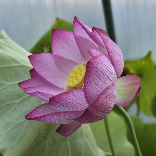 Nelumbo China 2015-1