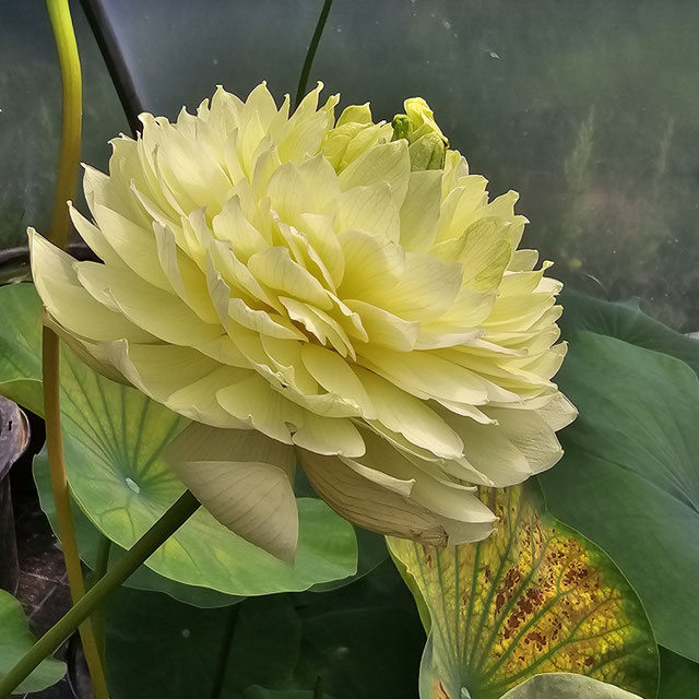 Nelumbo Lemon & Lime