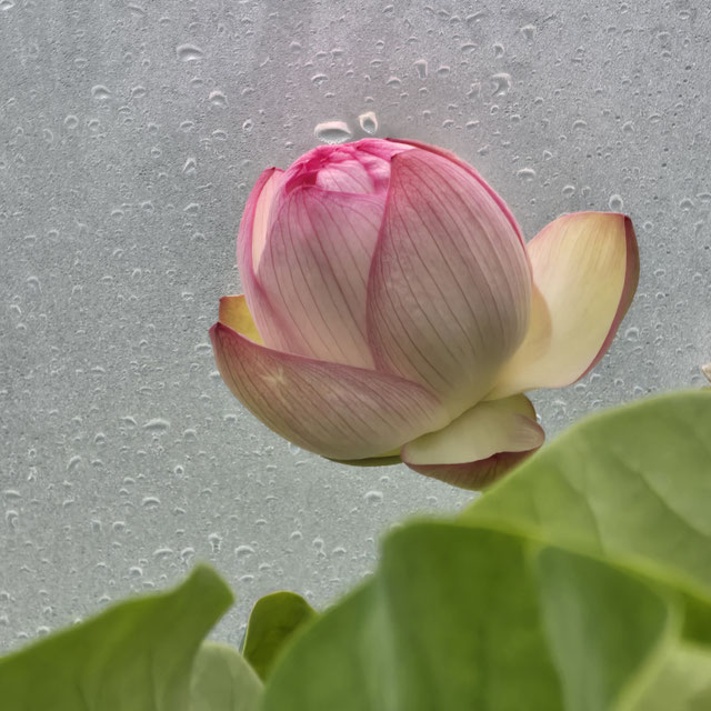 Nelumbo ID-07-01-2014