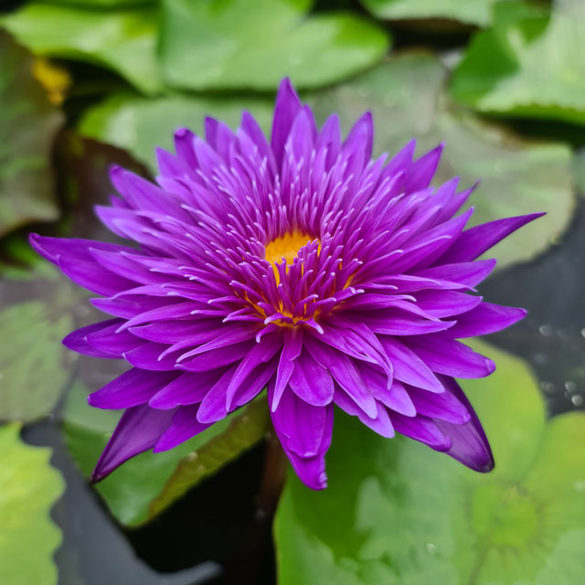 Nymphaea Galaxy