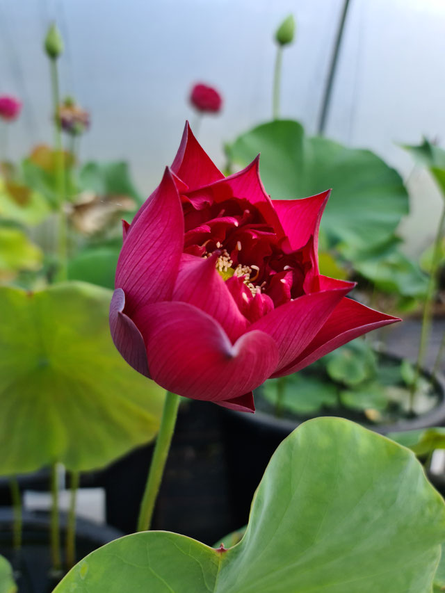 Nelumbo Red Bowl Lily