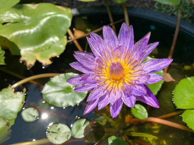 Nymphaea Suwanna