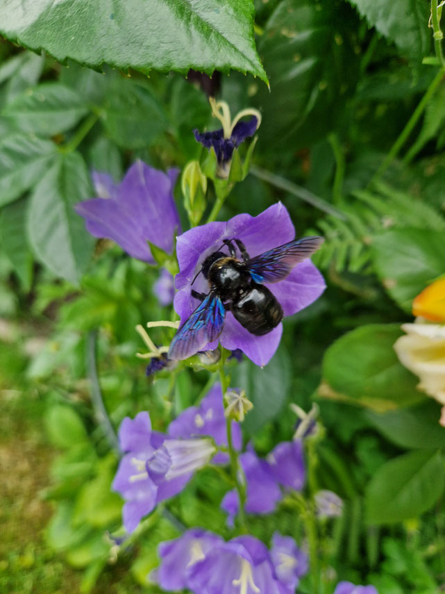 Blauschwarze Holzbiene an der pfirsichblättrigen Glockenblume