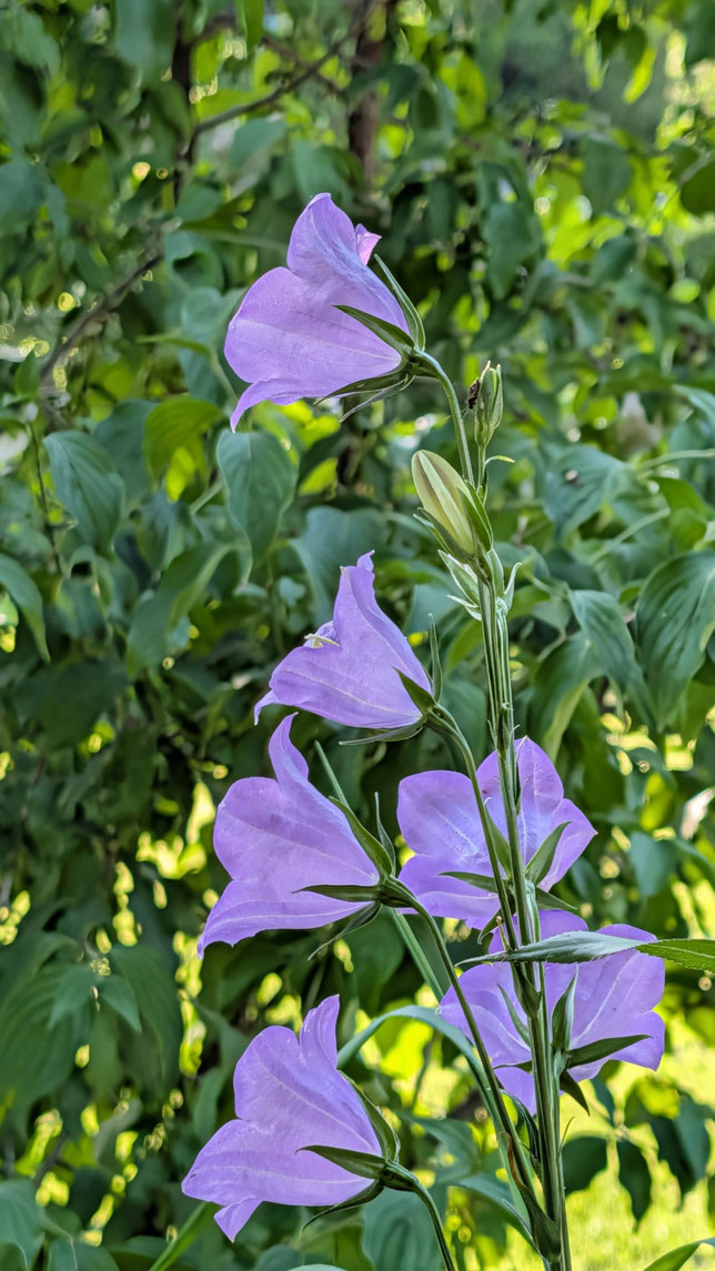 pfirsichblättrige Glockenblume (Campanula persicifolia)