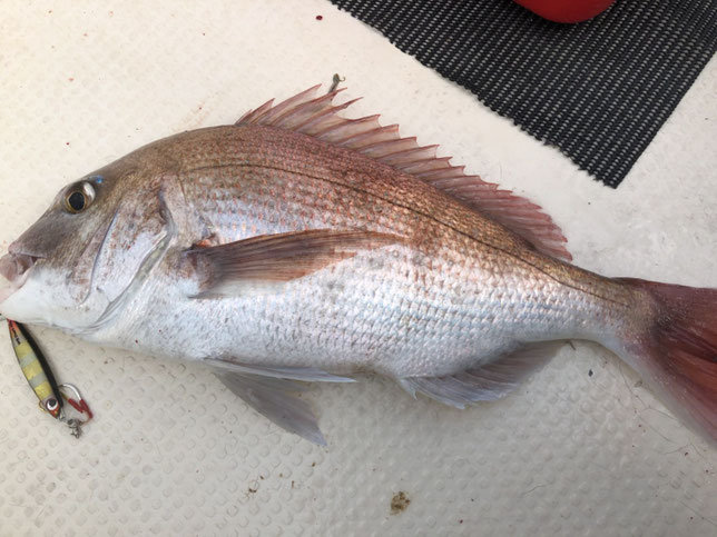 がまかつ オーシャンジグドライブ S62MH、H-RF