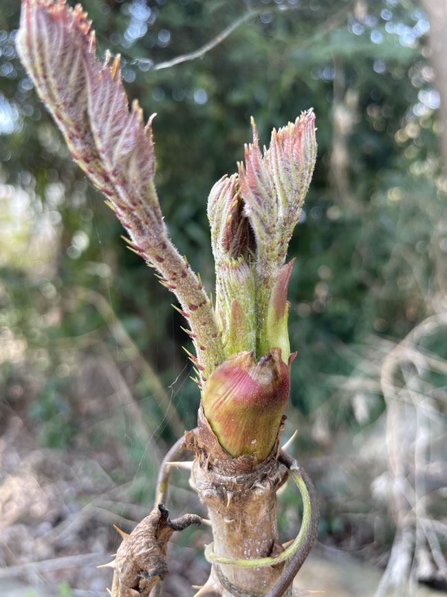  もぎたて新鮮オーガニック野菜の収穫体験。オプションで産地直食の昼食づくりを開催しております。