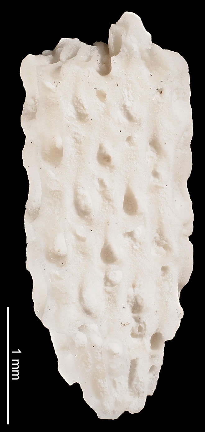 Senckenberg, Bryozoa, Bryozoen, Moostierchen, Sammlung Voigt