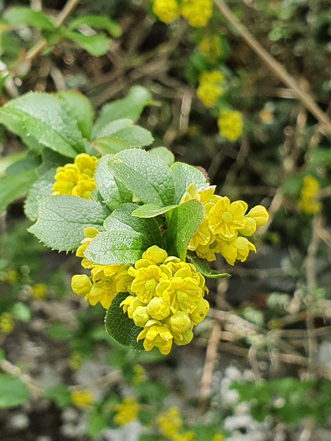 Berberis vulgaris (Gemeine Berberitze)