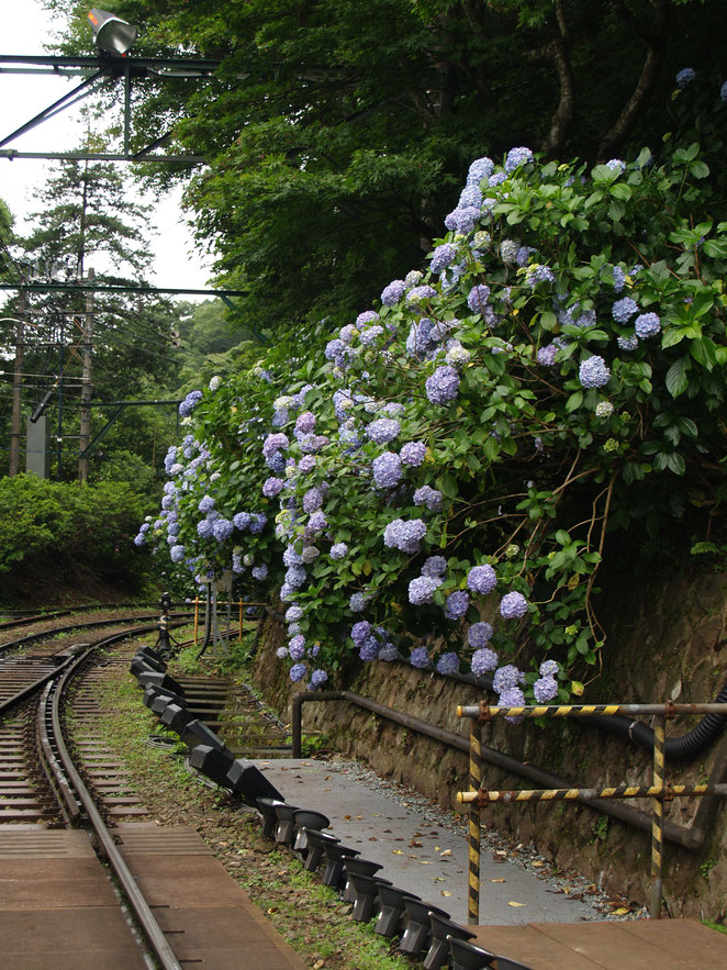 あじさい鍼灸マッサージ治療院　箱根登山電車の紫陽花