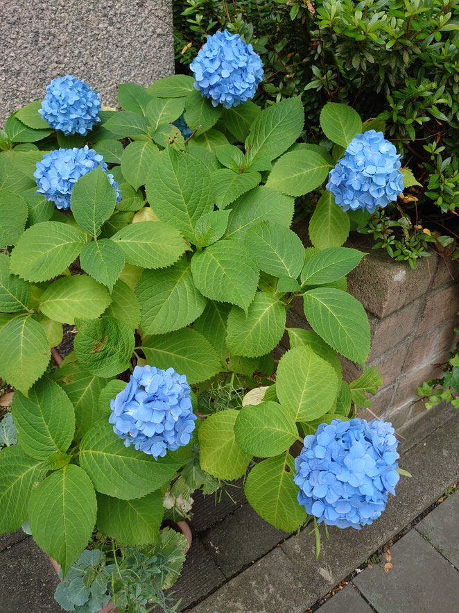 なら法律事務所の在るセレーノビルの紫陽花
