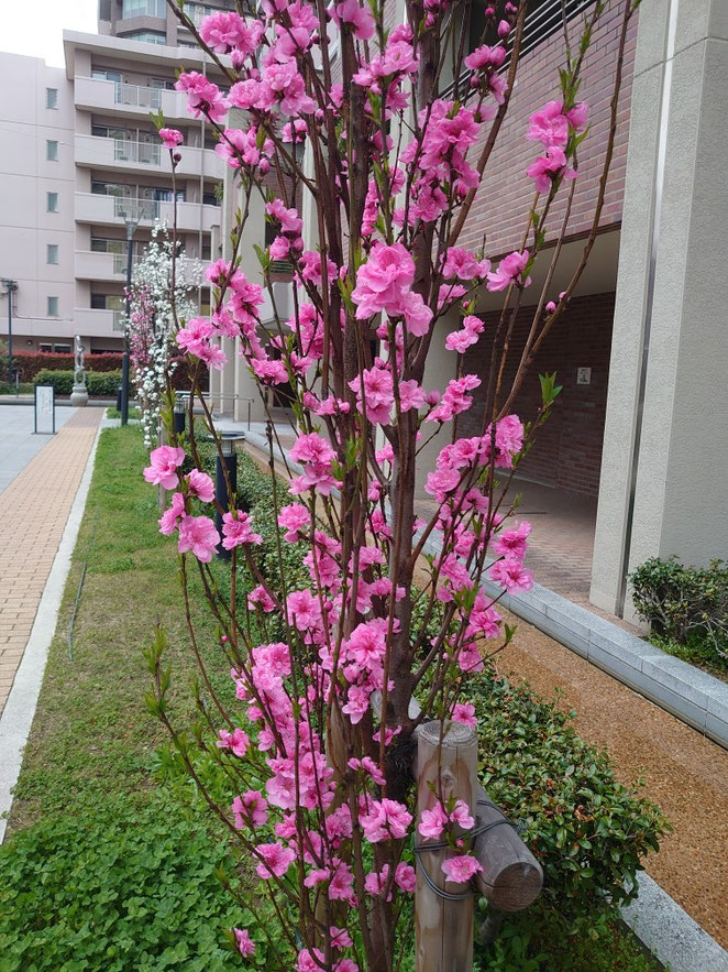 去年の我が家のマンション桃の花