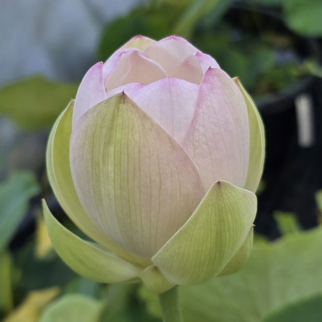 Nelumbo Lotusland’s Jade Red Lotosknospe mit jadegrünen Außenpetalen im Gewächshaus der Seerosenfarm Lotusland.