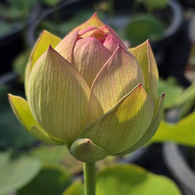 Nelumbo Round Petal Brocade