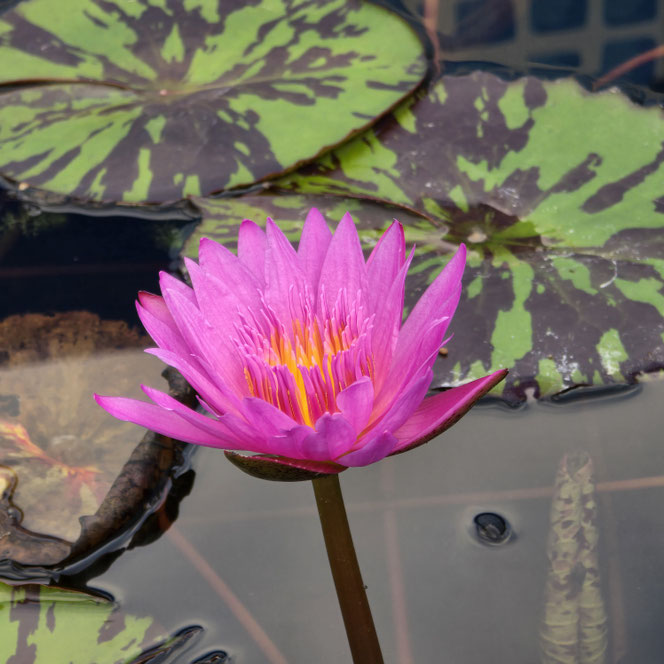 Nymphaea Queen of Siam