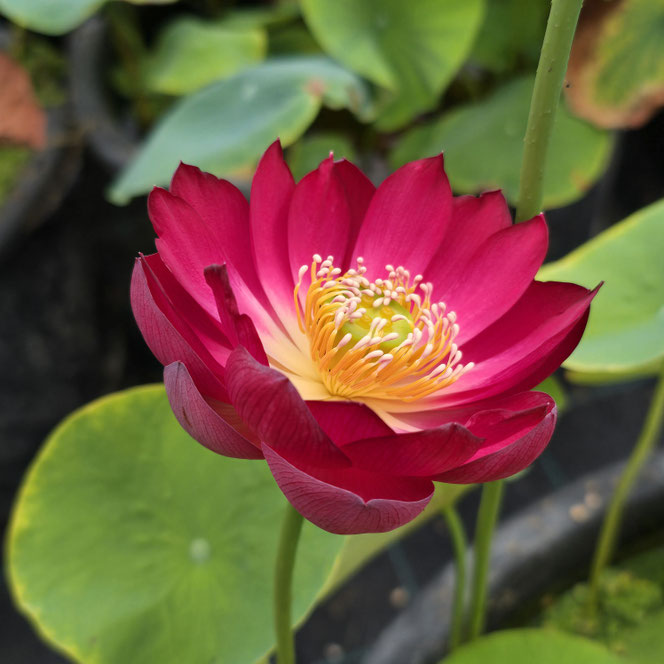 Nelumbo Gold Red Light tiefrote Lotosblüte mit goldenem Blütenzentrum im Kübel auf der Seerosenfarm Lotusland.