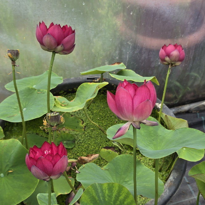 Nelumbo Gold Red Light Lotosblumen in Kübeln mit roten Blüten und Lotusblättern im Gewächshaus der Seerosenfarm Lotusland.