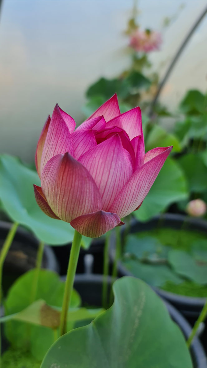 Gefüllte purpurrosa Lotosblüte von Nelumbo Prosperous Purple mit mehrreihigen Blütenblättern im Kübel auf der Seerosenfarm Lotusland.
