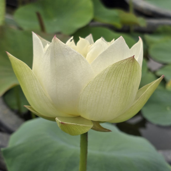 Nelumbo Nanzhao Zen Rhyme 南诏禅音