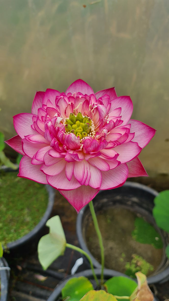 Halb geöffnete purpurrosa Lotosblüte von Nelumbo Prosperous Purple mit kräftigen Lotusblättern im Kübel auf der Seerosenfarm Lotusland.