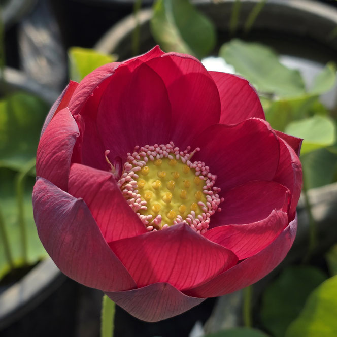 Nelumbo Renyin Event