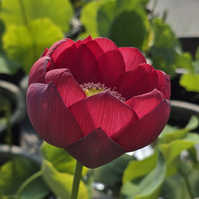 Nelumbo Renyin Event