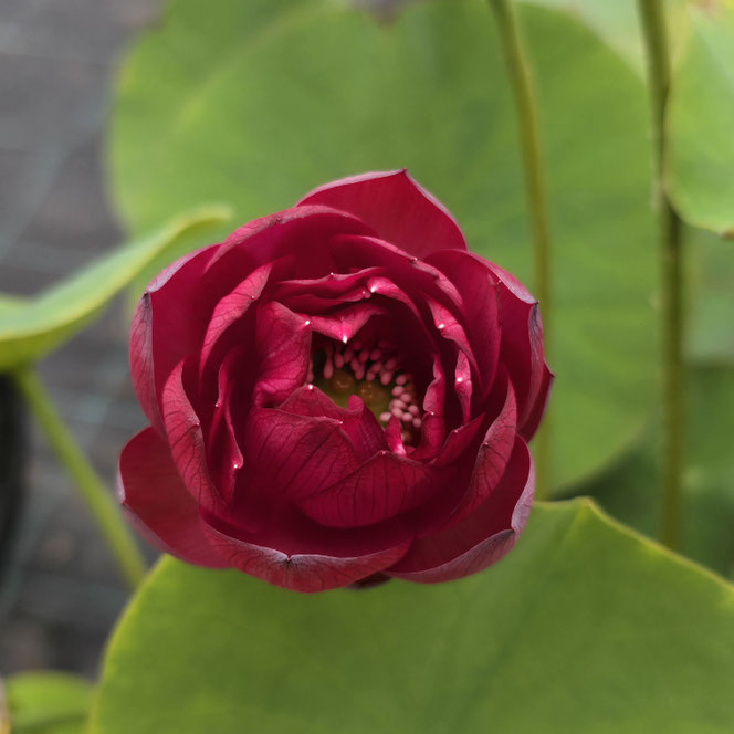 Dunkelrote Lotosknospe von Nelumbo Gold Red Light kurz vor dem Öffnen mit großen Lotusblättern im Kübel bei Lotusland.