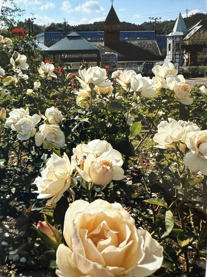 海野　義明　様　「昼下がりの公園」