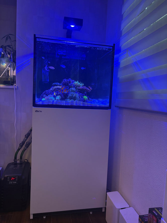 レッドシーリーファー170 分岐配管 サフデザイン HSBAO DCポンプ DEP-6000