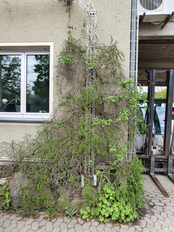  Foto 2 - Das Nest in dem Cotoneasterbusch in ca 220 cm Höhe