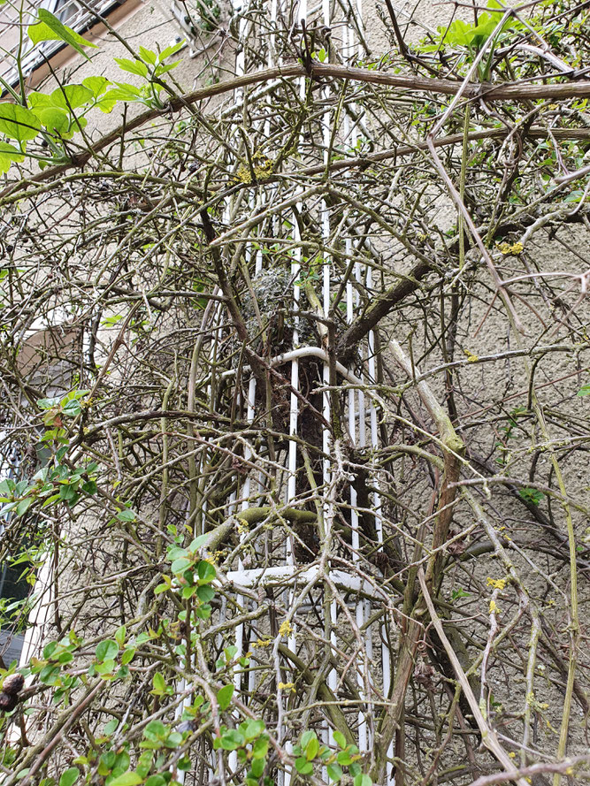 Foto 1 - Das Nest im Busch, eingeflochten in einem Rankgerüst.