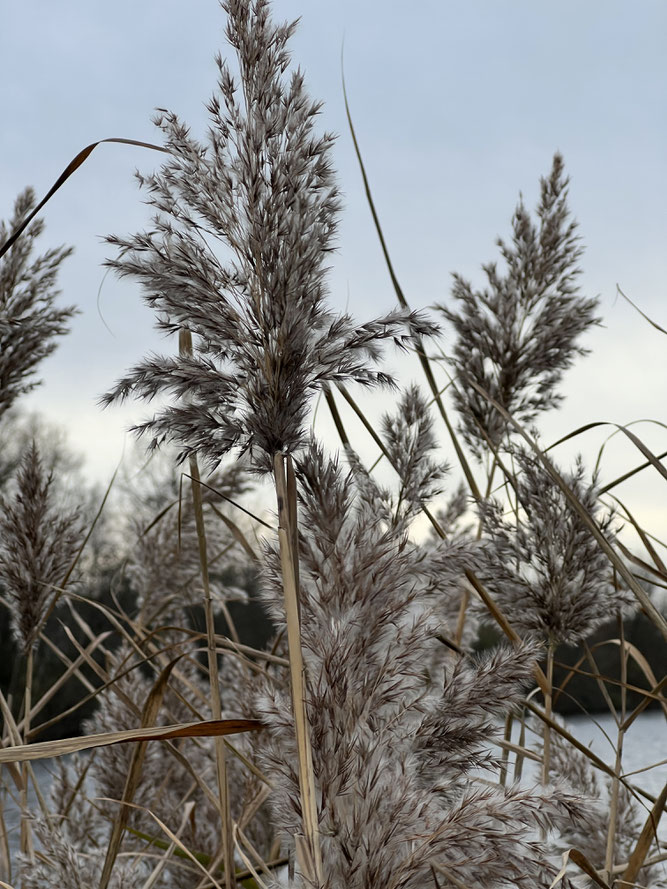 Schilf, Rohr, Rohrschilf Winterkleid