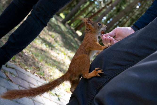 Voveraitė Vyžuonos parke Utenoje