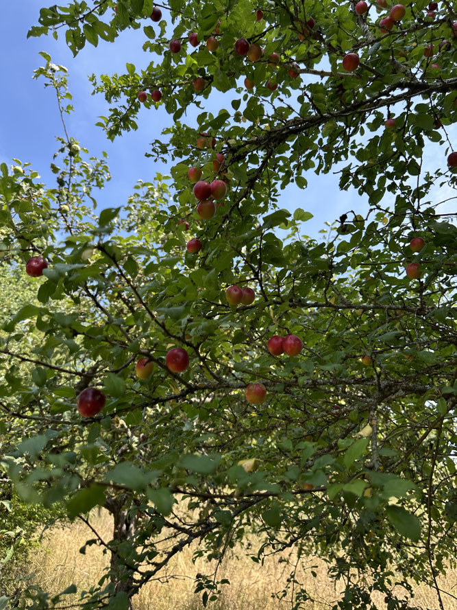 NABU Bauland Süd Streuobstwiese Mirabellen Adelsheim