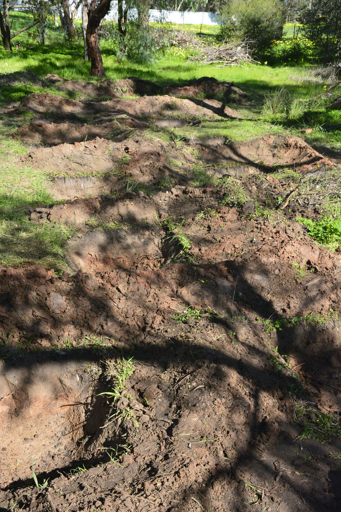 16 Zai pits dug to 350mm depth ready for the Permachar 3 Layered System (P3LS). Each pit is accessible on one side with 3 berms used on the other 3 sides.