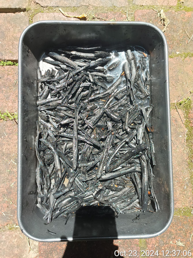 Happy snap of thin bamboo biochar made from a dedicated AWH TLUD for Hydrogel paint (using Sodium Alginate as a binder)