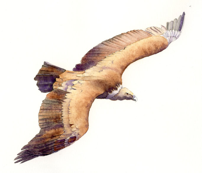 Vautour fauve d'après une photographie de Pascal Etienne