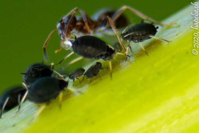 Ameisen beim Blattläuse melken