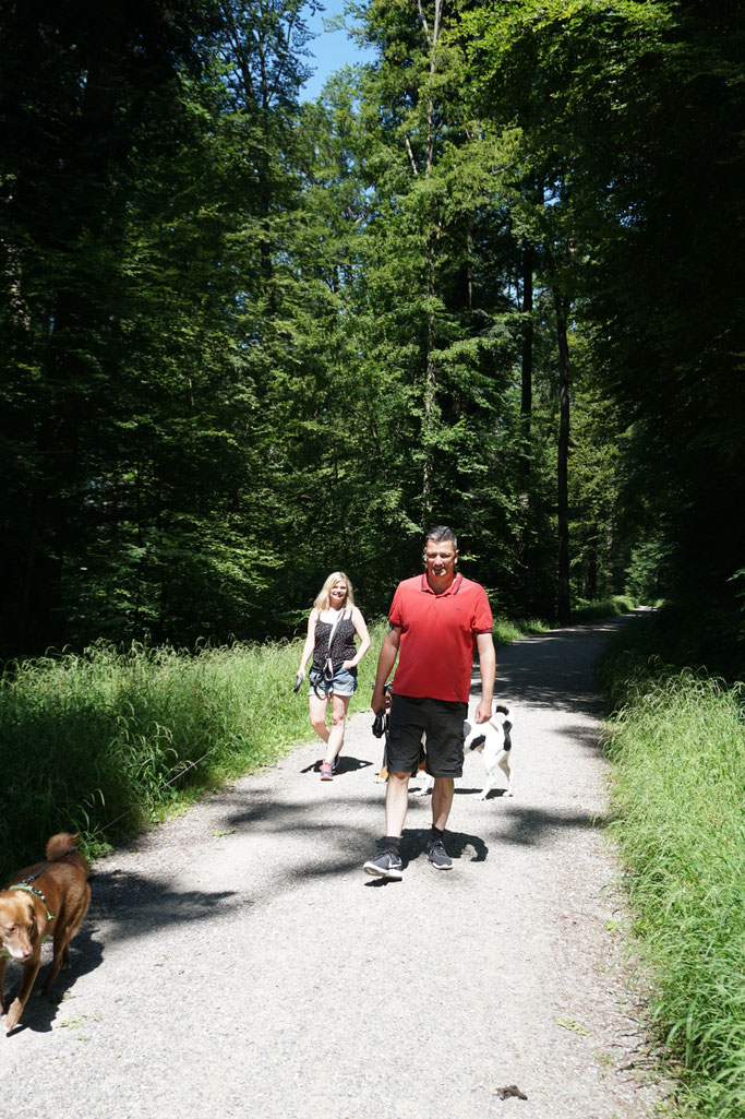 Entspannte Hundespaziergänge in der Natur bei Zürich