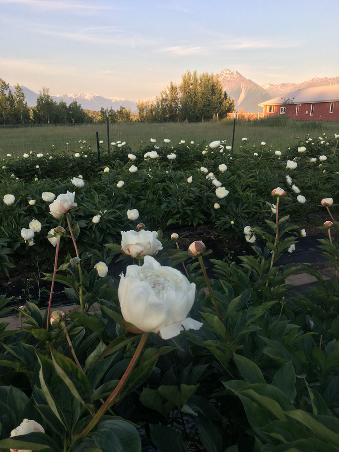 Our peony field, goat pasture, and the alpenglow on Pioneer Peak. 