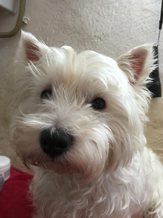 Blutblase Hund