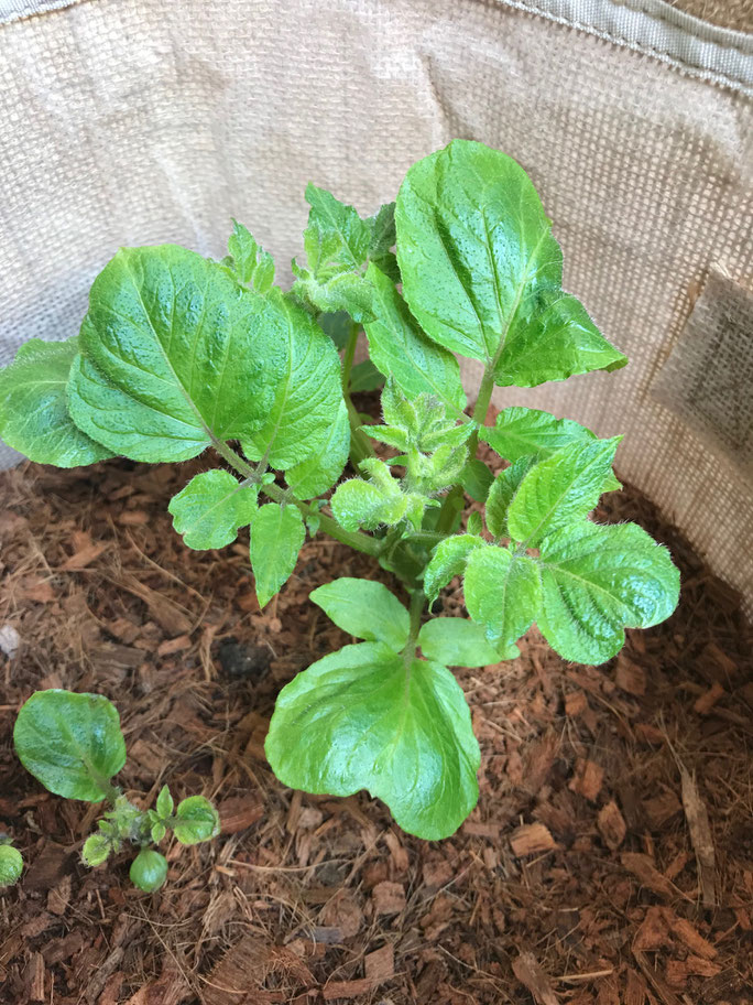 3月下旬に芽を出したじゃがいも