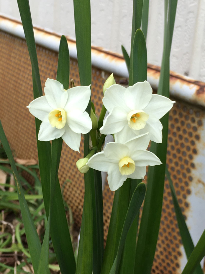 アトリエの庭にて水仙の花