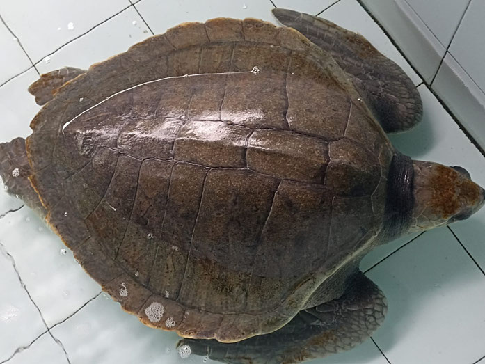 olive Ridley on carapace 