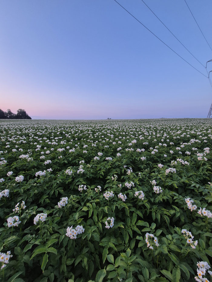 SHC 1010 Verarbeitung zu Zweifel Chips