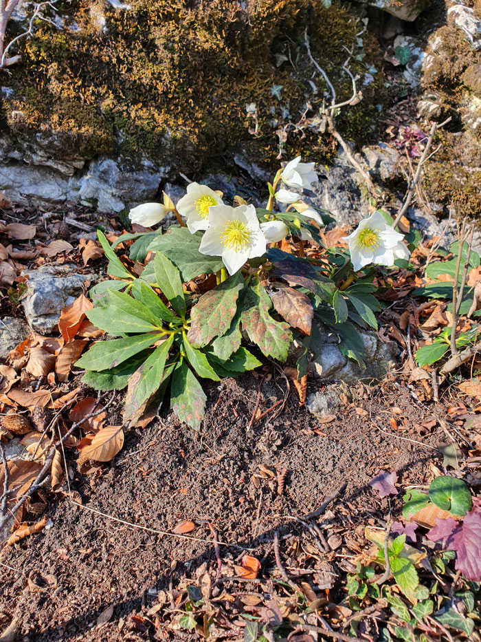 Helleborus niger Christrose Monte San Salvatore Bild: Marcel Ambühl