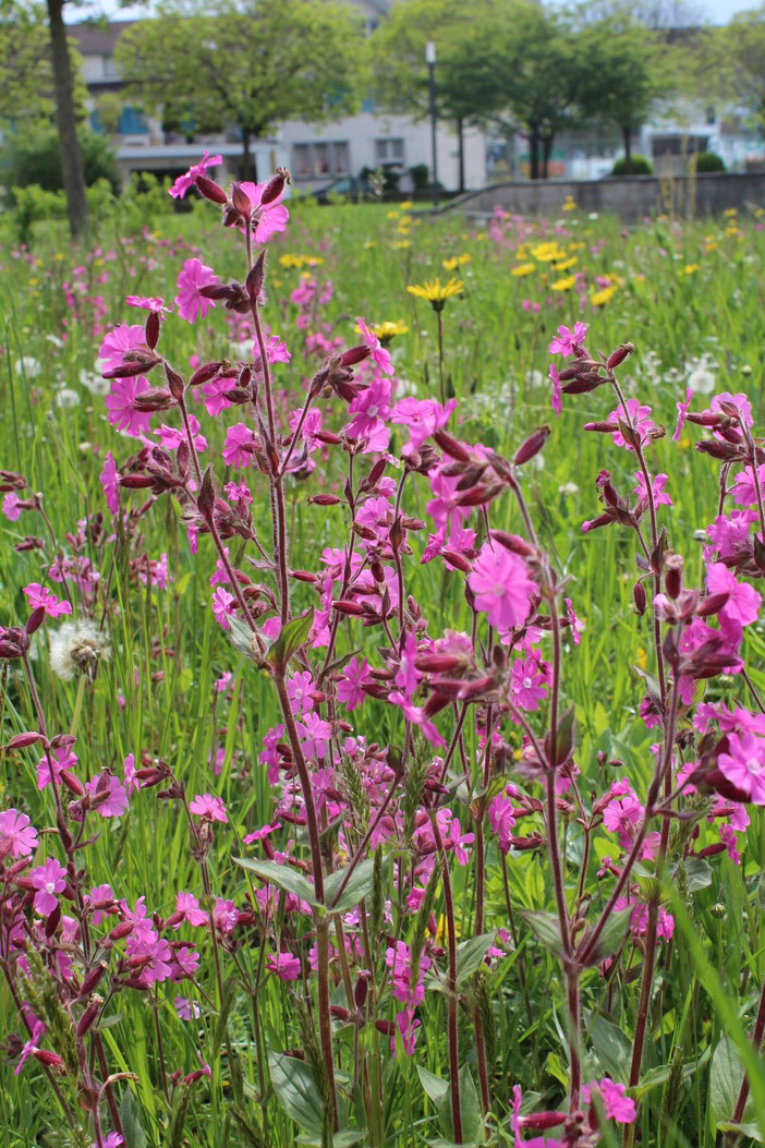 Ideen aus Amriswil. Ob Naturstein oder Kunststein. - Lorandi