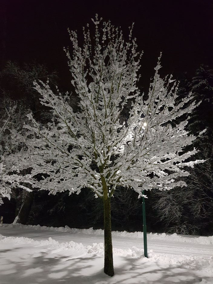 Winterbaum in Hiltnefingen