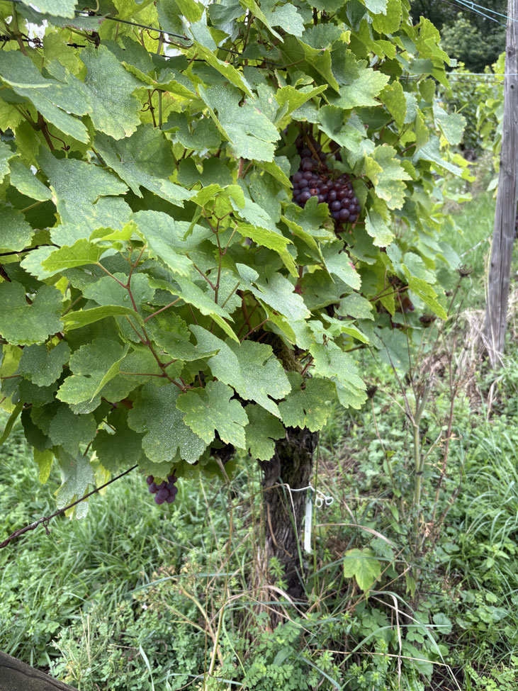 Vieilles vignes de Sylvaner à peau rouge des vignes familiales au Helfant à Hunawihr faisant l'objet d'une sélection.