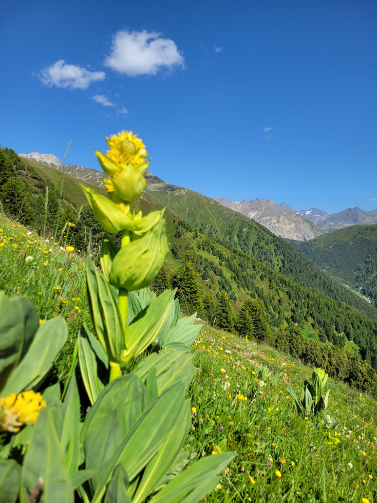 Gentiana lutea (Gelber Enzian) Bild. Marcel Ambühl Filisur