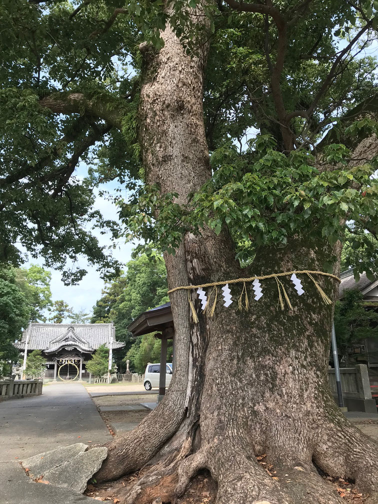 注連縄が飾られた御神木も晴れやか